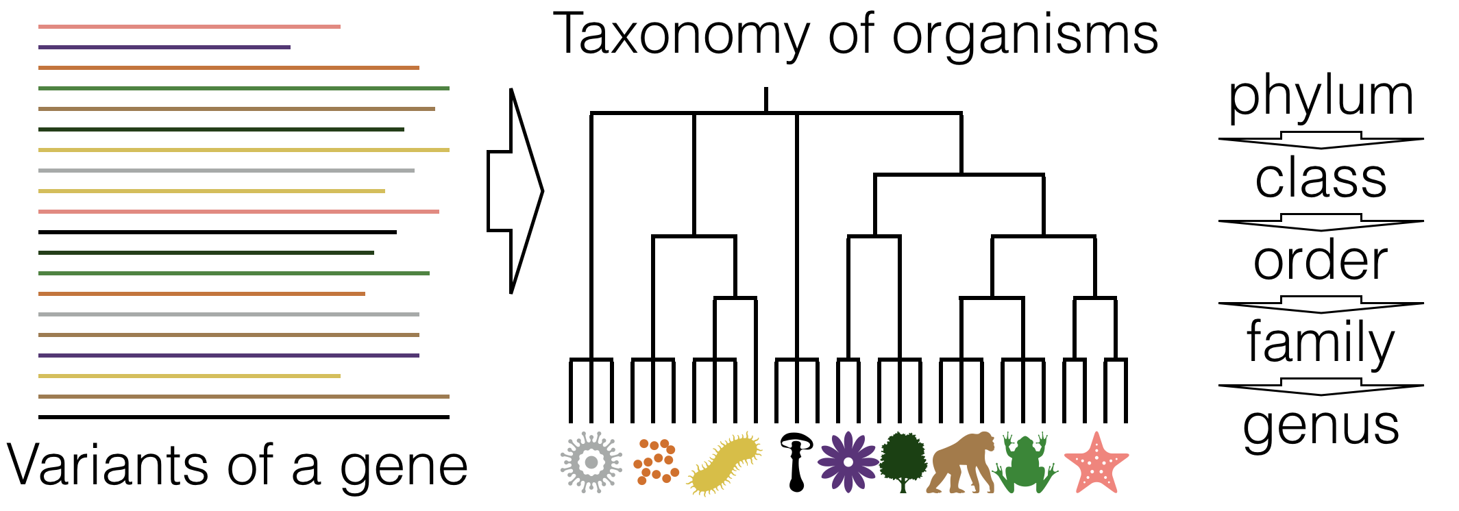 ClassifyOrganisms